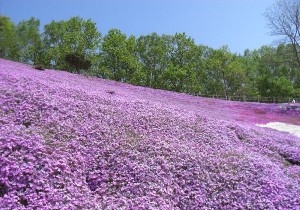北海道ゴルフ情報