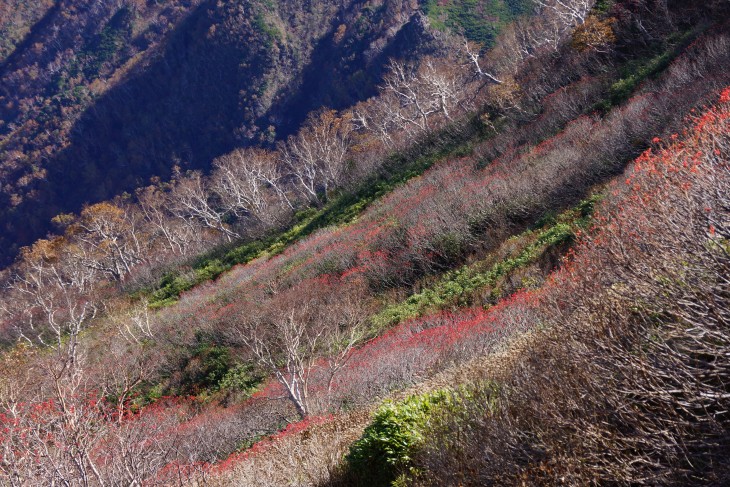 層雲峡黒岳ロープウェイ 紅の実が彩る晩秋の黒岳を登る！