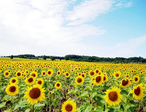 日本一のひまわり畑！北竜町ひまわりの里へカメラ旅