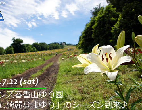 オーンズ春香山ゆり園 今年も綺麗な『ゆり』のシーズン到来♪