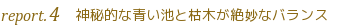 美瑛･白金青い池