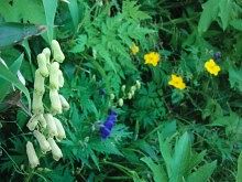 大雪山黒岳に咲く高山植物