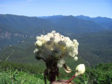 大雪山黒岳に咲く高山植物