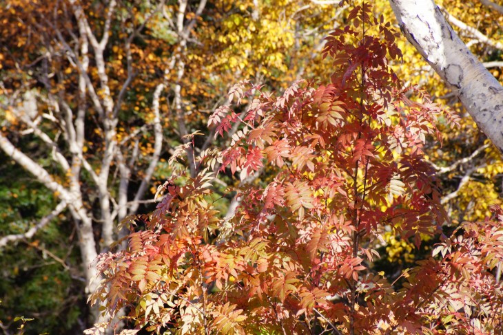 層雲峡黒岳ロープウェイ 秋本番紅葉の山肌に初雪の訪れ。