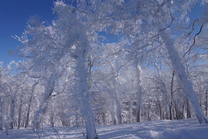 ルスツリゾート 青空＋粉雪＝最高のコンディション！