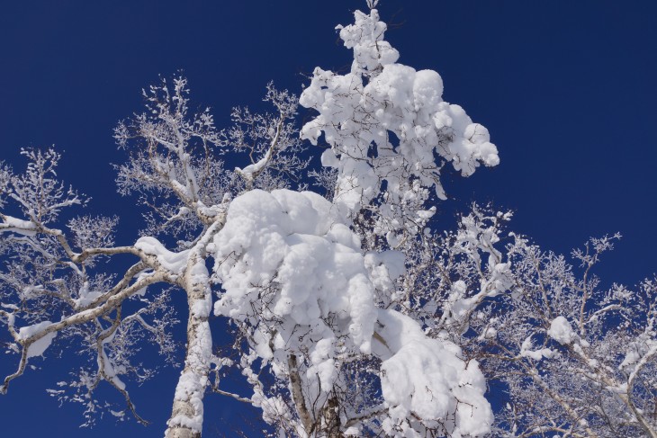 ルスツリゾート 青空＋粉雪＝最高のコンディション！