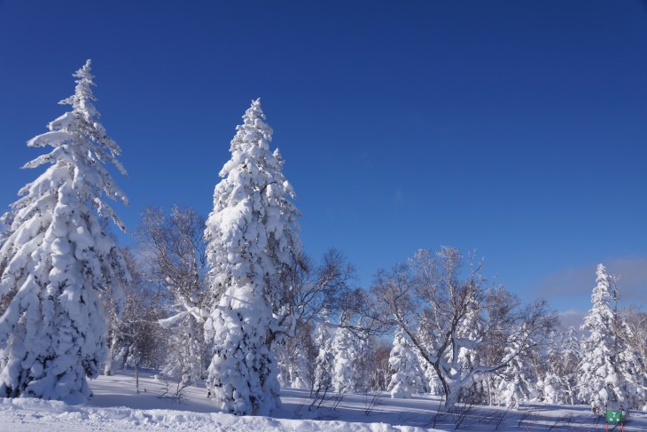 札幌国際 降雪後のピーカン＆パウダースノー☆