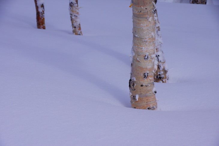サッポロテイネ ふわふわ粉雪で全面パウダー