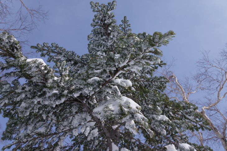 サッポロテイネ 大雪から一転、晴天パウダーに