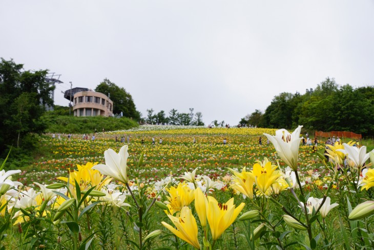 小樽オーンズ春香山ゆり園 ゲレンデ一面、ゆりの花の絨毯に。