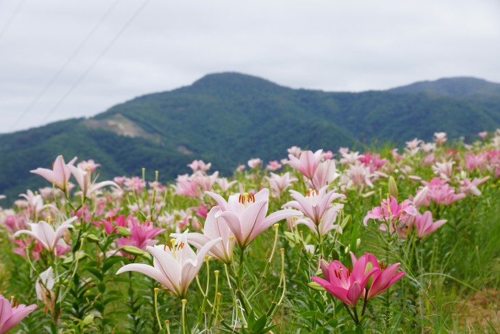 小樽オーンズ春香山ゆり園 ゲレンデ一面、ゆりの花の絨毯に。