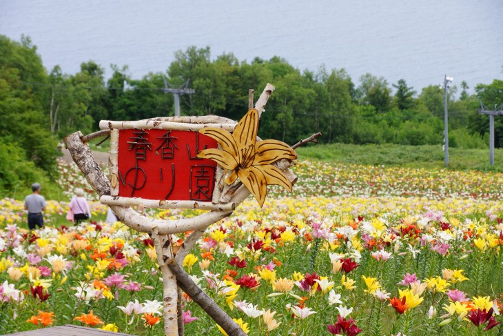 小樽オーンズ春香山ゆり園 ゲレンデ一面、ゆりの花の絨毯に。