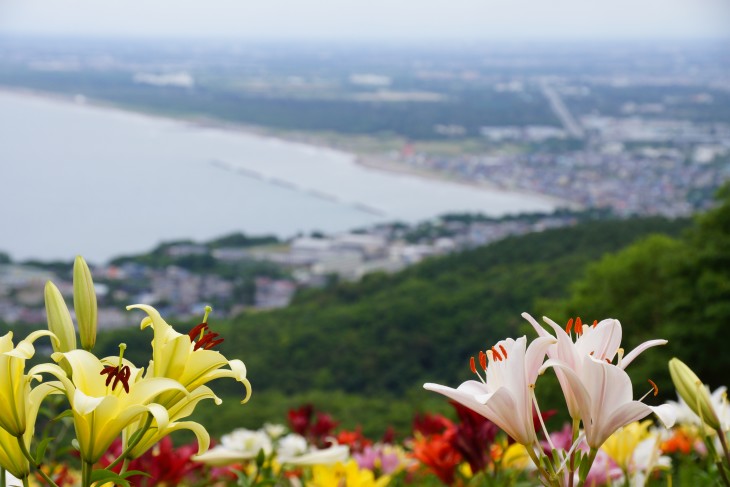 小樽オーンズ春香山ゆり園 ゲレンデ一面、ゆりの花の絨毯に。