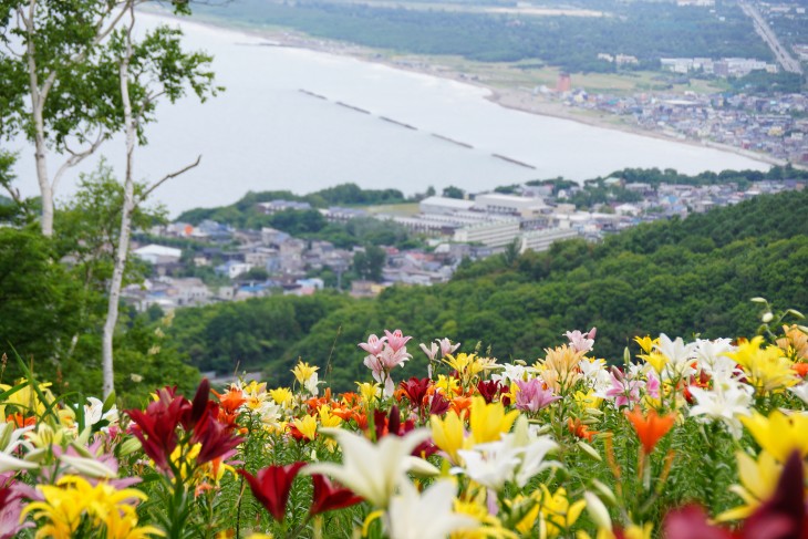 小樽オーンズ春香山ゆり園 ゲレンデ一面、ゆりの花の絨毯に。