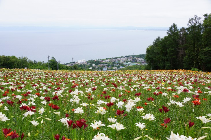 小樽オーンズ春香山ゆり園 ゲレンデ一面、ゆりの花の絨毯に。