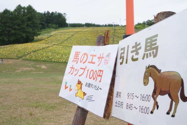 小樽オーンズ春香山ゆり園 ゲレンデ一面、ゆりの花の絨毯に。