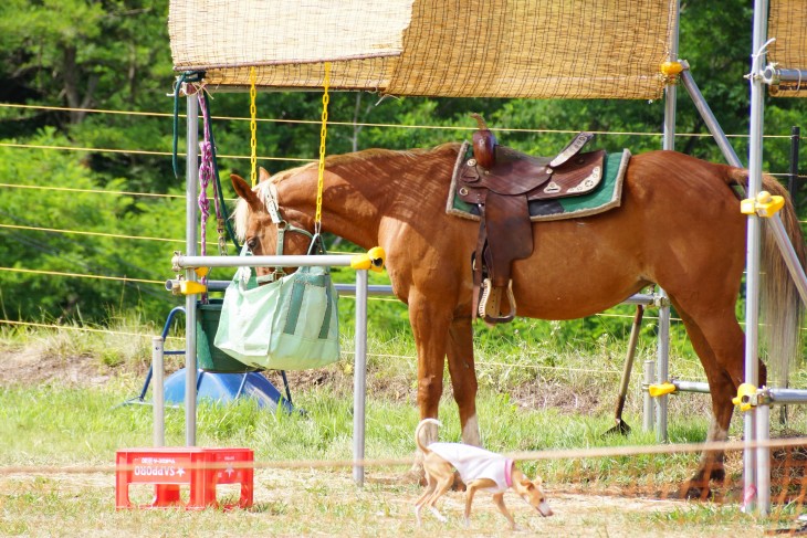 小樽オーンズ春香山ゆり園 ゲレンデ一面、ゆりの花の絨毯に。