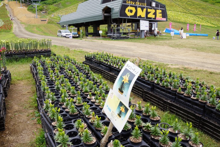 小樽オーンズ春香山ゆり園 ゲレンデ一面、ゆりの花の絨毯に。