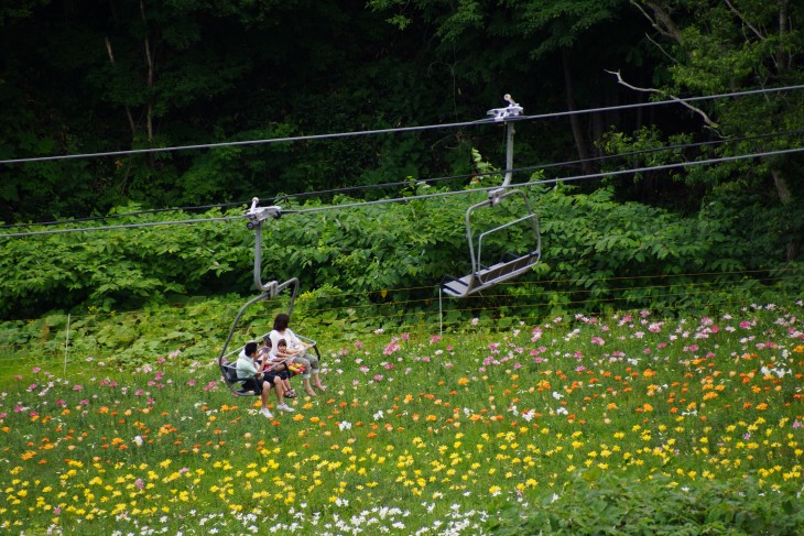 小樽オーンズ春香山ゆり園 ゲレンデ一面、ゆりの花の絨毯に。