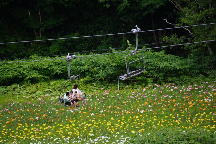 小樽オーンズ春香山ゆり園 ゲレンデ一面 ゆりの花の絨毯に 北海道雪山情報 Snowfreaks