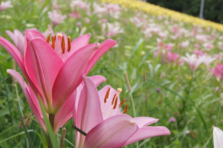 小樽オーンズ春香山ゆり園 ゲレンデ一面、ゆりの花の絨毯に。