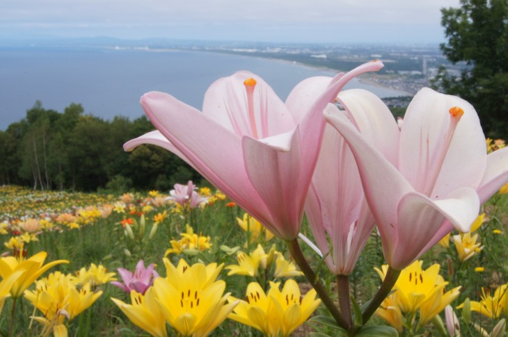 小樽オーンズ春香山ゆり園 ゲレンデ一面、ゆりの花の絨毯に。