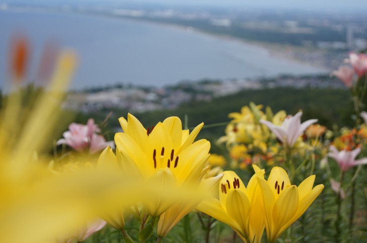 小樽オーンズ春香山ゆり園 ゲレンデ一面、ゆりの花の絨毯に。