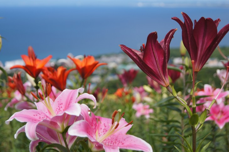 小樽オーンズ春香山ゆり園 ゲレンデ一面、ゆりの花の絨毯に。