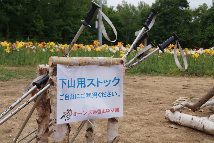 小樽オーンズ春香山ゆり園 ゲレンデ一面、ゆりの花の絨毯に。