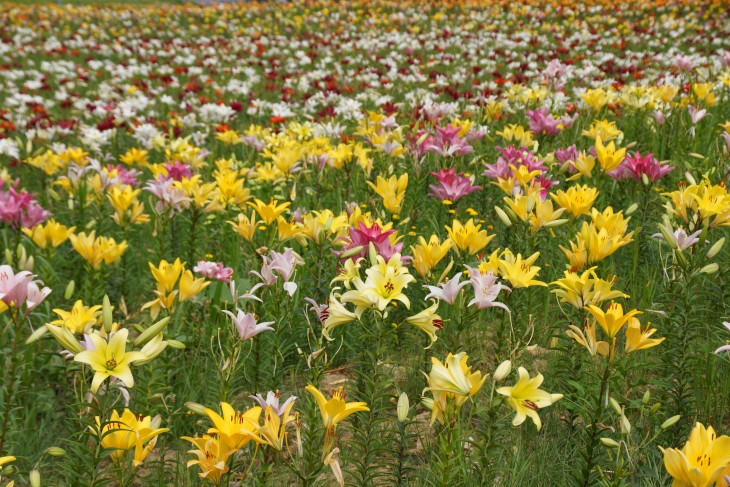 小樽オーンズ春香山ゆり園 ゲレンデ一面、ゆりの花の絨毯に。