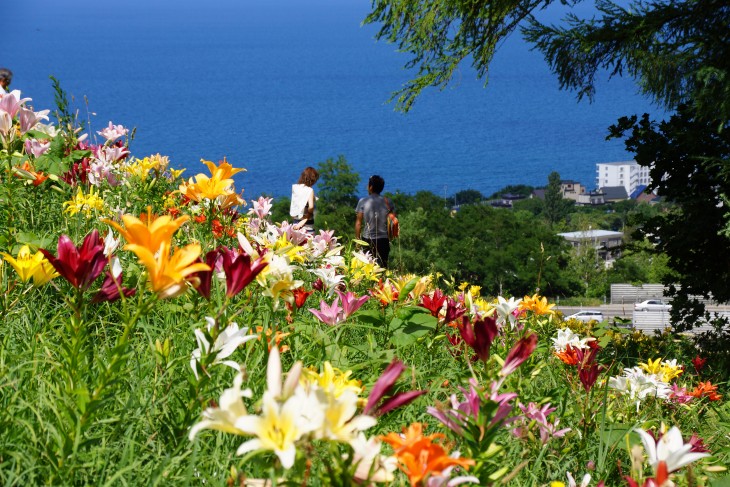 小樽オーンズ春香山ゆり園 ゲレンデ一面、ゆりの花の絨毯に。