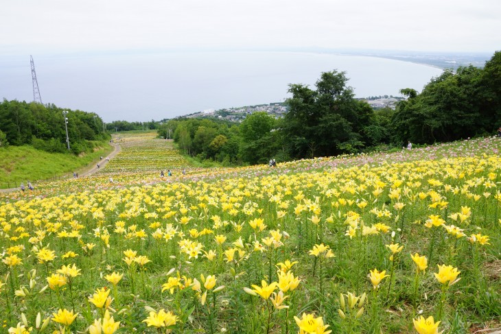 小樽オーンズ春香山ゆり園 ゲレンデ一面、ゆりの花の絨毯に。