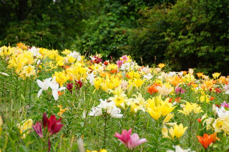 小樽オーンズ春香山ゆり園 ゲレンデ一面、ゆりの花の絨毯に。