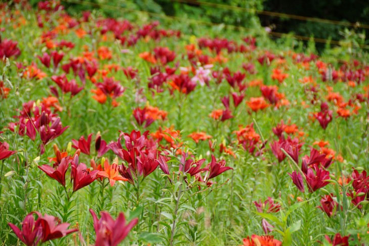 小樽オーンズ春香山ゆり園 ゲレンデ一面、ゆりの花の絨毯に。