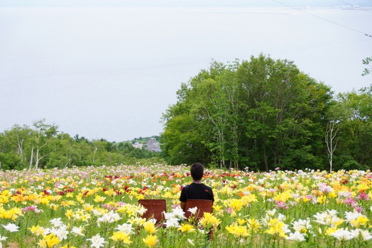 小樽オーンズ春香山ゆり園 ゲレンデ一面、ゆりの花の絨毯に。