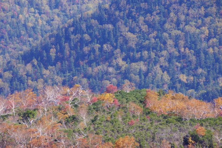 層雲峡黒岳ロープウェイ 紅の実が彩る晩秋の黒岳を登る！