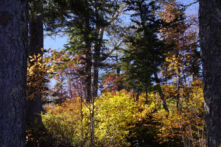 層雲峡黒岳ロープウェイ 紅の実が彩る晩秋の黒岳を登る！