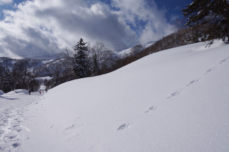 富良野スキー場