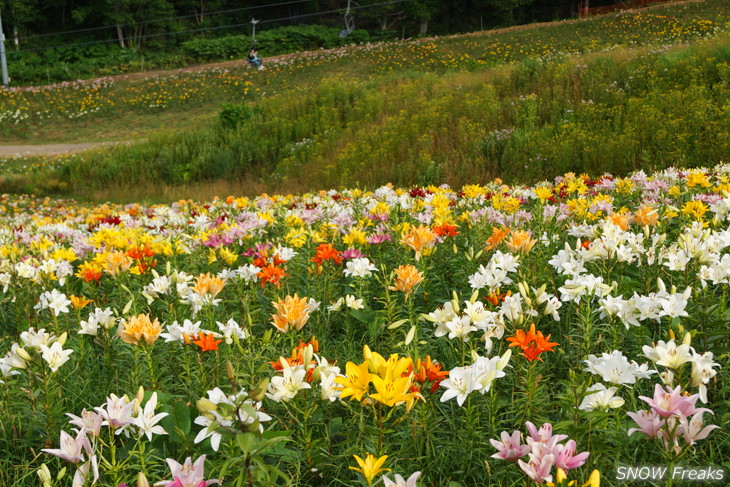 オーンズ春香山ゆり園