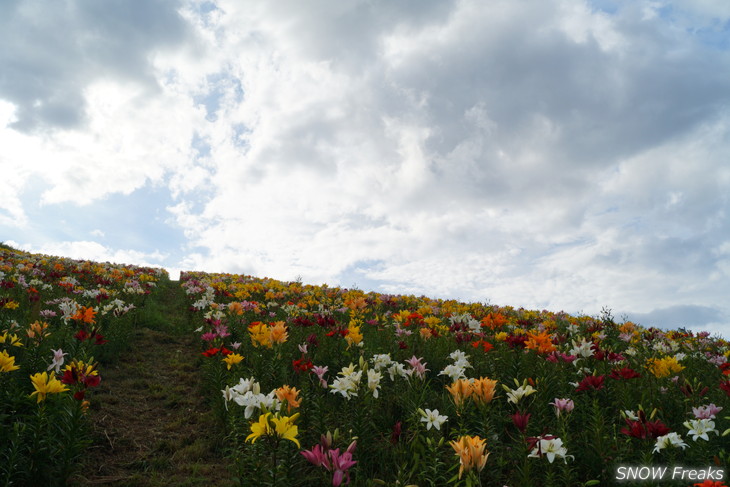 オーンズ春香山ゆり園