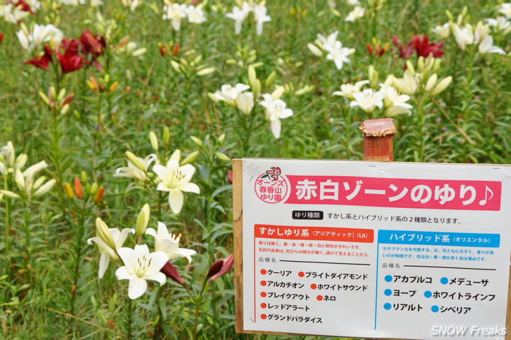 オーンズ春香山ゆり園