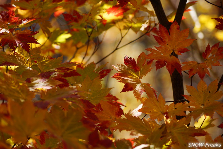 手稲山　秋の晴天に映える、極彩の紅葉。