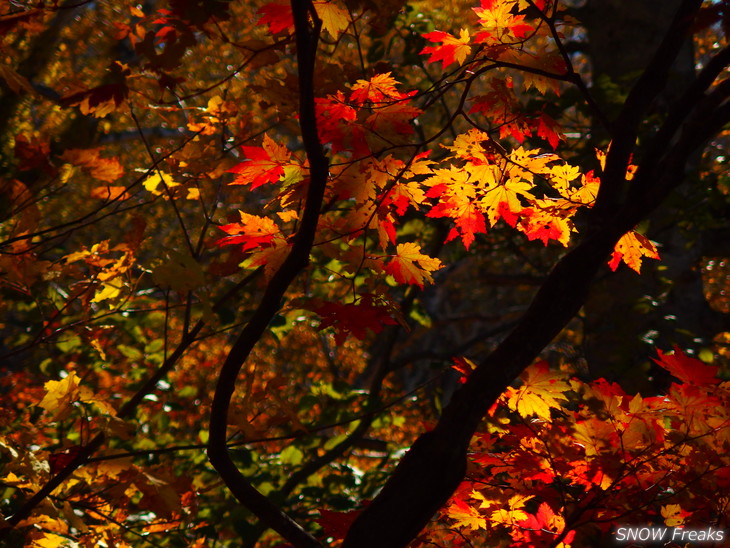 手稲山　秋の晴天に映える、極彩の紅葉。