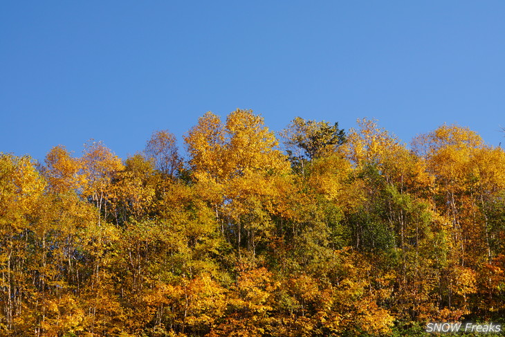 手稲山　秋の晴天に映える、極彩の紅葉。