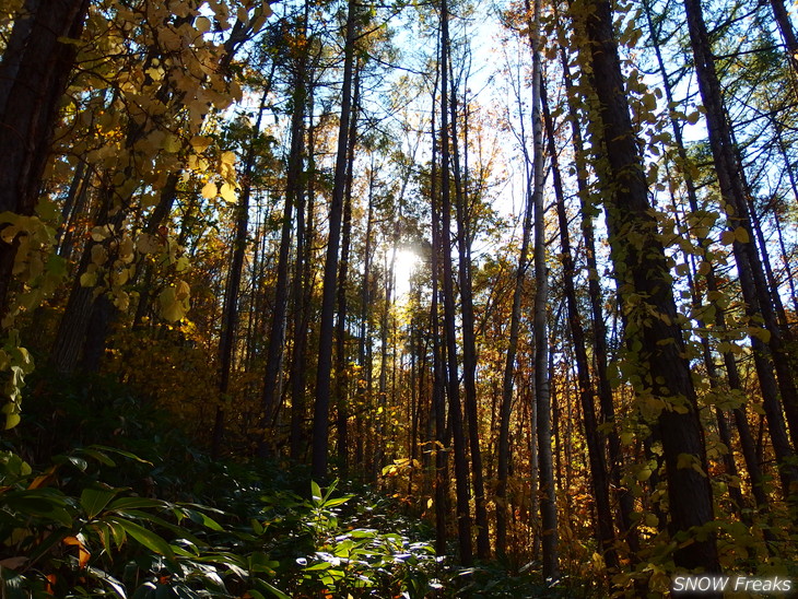 小樽天狗山 紅葉前線は、いよいよ山麓へ。