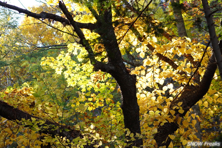 小樽天狗山 紅葉前線は、いよいよ山麓へ。