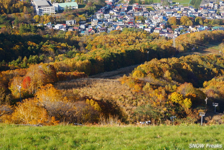 小樽天狗山 紅葉前線は、いよいよ山麓へ。