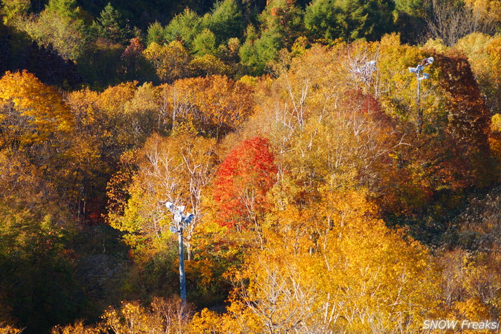 小樽天狗山 紅葉前線は、いよいよ山麓へ。