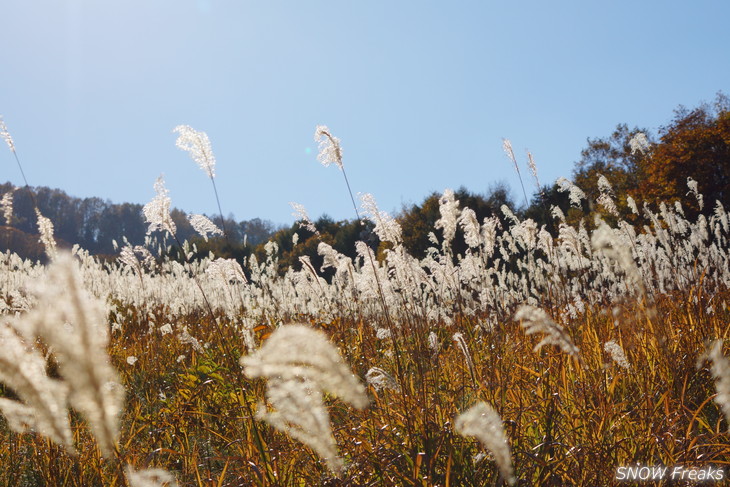 小樽天狗山 紅葉前線は、いよいよ山麓へ。