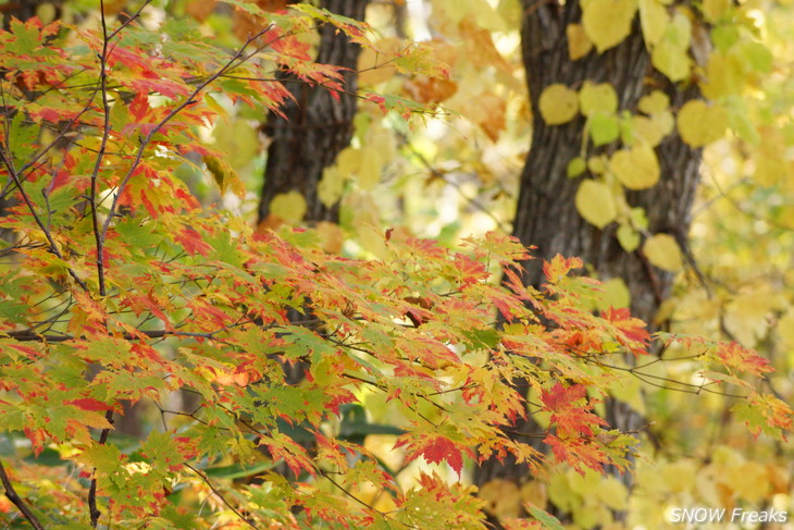 小樽天狗山 紅葉前線は、いよいよ山麓へ。